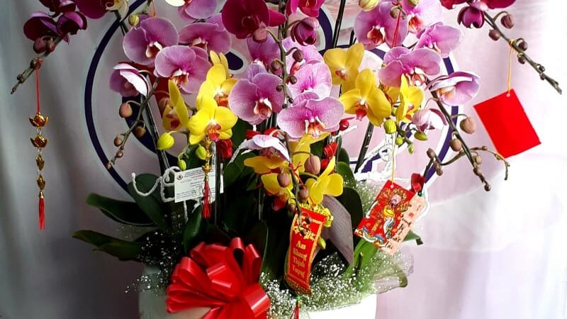 Top 8 Địa chỉ bán hoa lan hồ điệp đẹp nhất tại TP.HCM