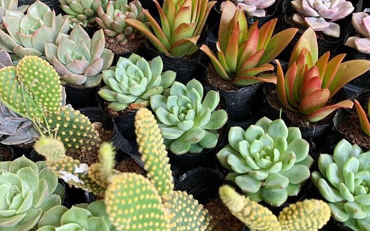 Top 7 Địa chỉ bán sen đá đẹp nhất TP. HCM