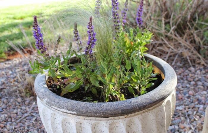 Top 4 Shop Lavender khô Đà Lạt Đẹp Ngây Ngất – Địa Điểm Nổi Bật Đà Lạt
