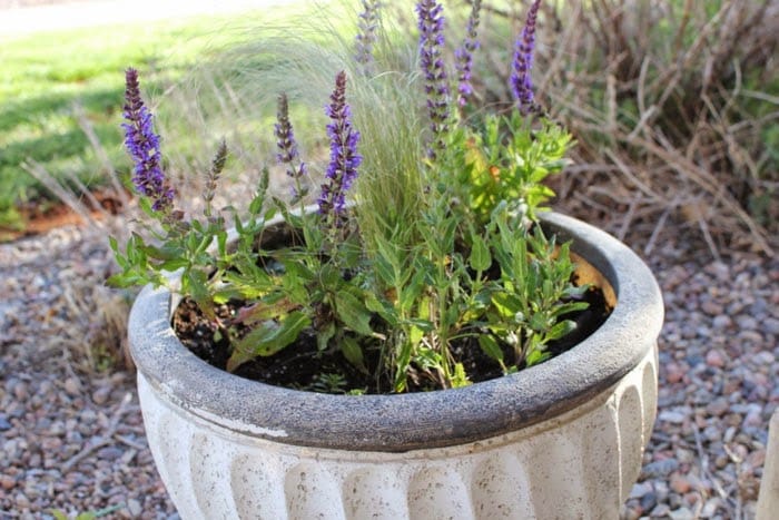 Top 4 Shop Lavender khô Đà Lạt Đẹp Ngây Ngất – Địa Điểm Nổi Bật Đà Lạt