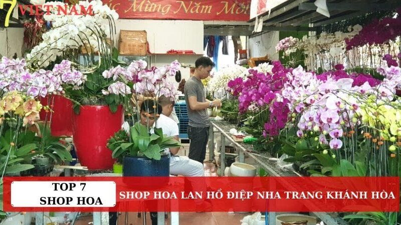 Top 7 Shop Hoa Lan Hồ Điệp Nha Trang