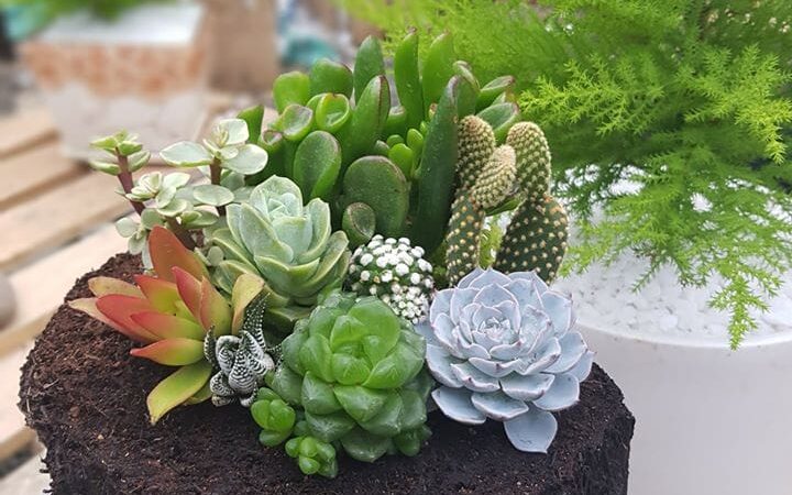 Top 10 Địa chỉ bán hoa sen đá đẹp Hà Nội