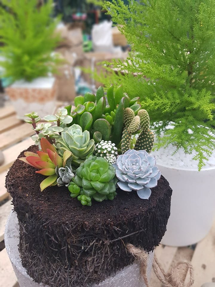 Top 10 Địa chỉ bán hoa sen đá đẹp Hà Nội