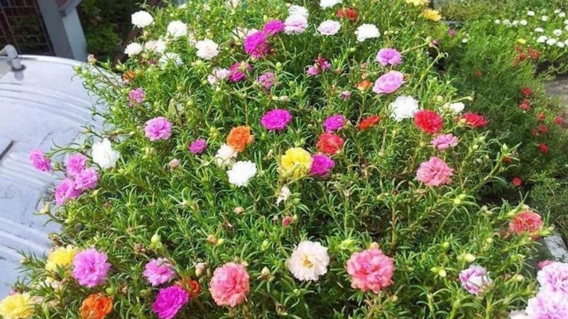 Top Địa Chỉ Cung Cấp Giống Hoa Mười Giờ Nhiều Màu Chất Lượng Cao